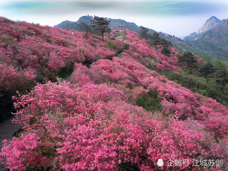 杜鹃花,荆楚美景,龟峰山,湖北,麻城