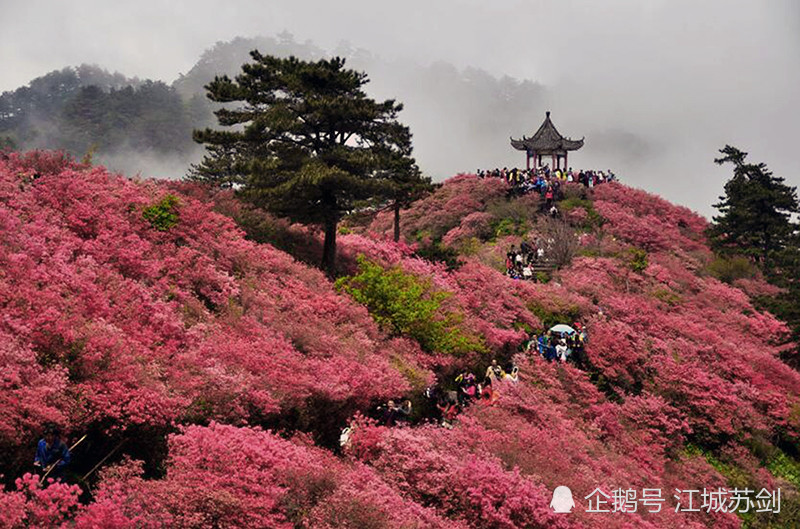 杜鹃花,荆楚美景,龟峰山,湖北,麻城