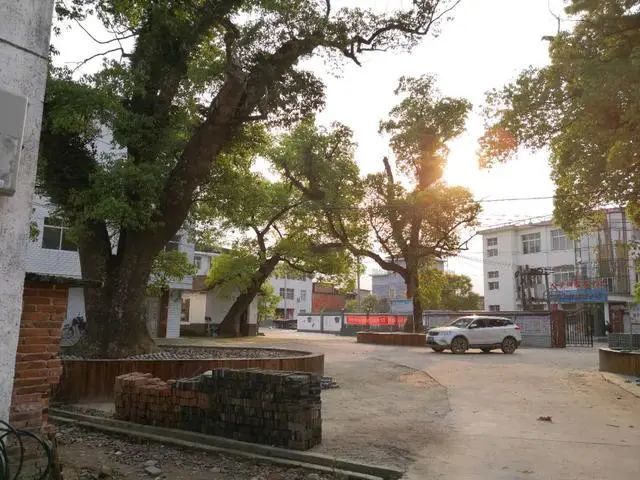 走进宜丰风水林——新昌镇茶头村