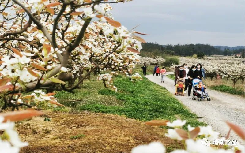 如雪,汪营镇,乡村振兴,乡村旅游,利川市