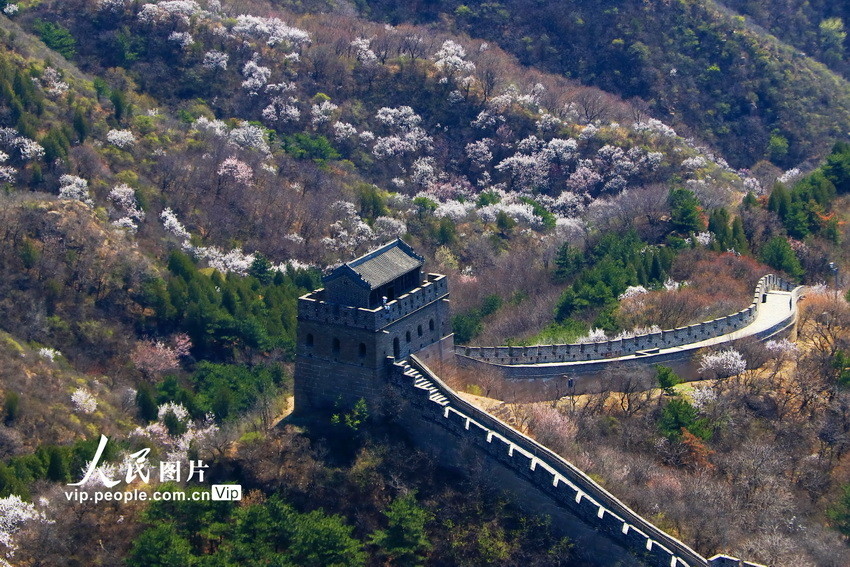 北京八达岭长城山花烂漫