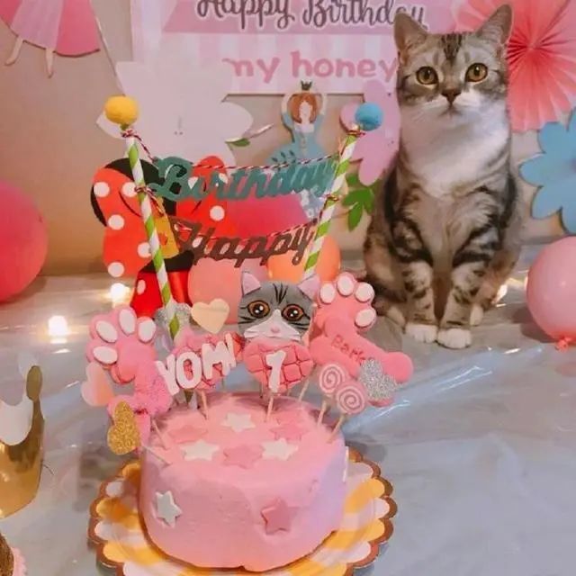 猫咪过生日,对不起爸爸买不起蛋糕只能