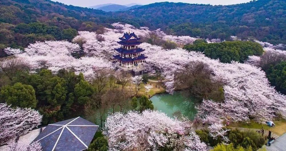 日本樱花,武汉大学,日本_旅游