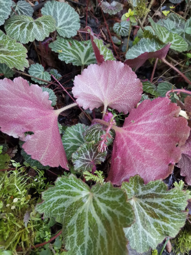 峨眉山野生药材系列——虎耳草