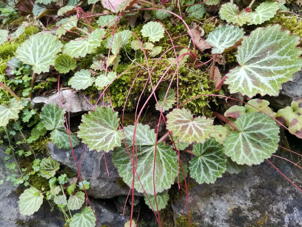 峨眉山野生药材系列——虎耳草