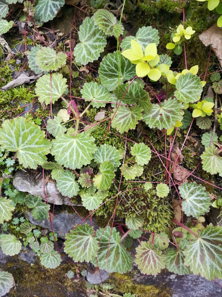 峨眉山野生药材系列——虎耳草