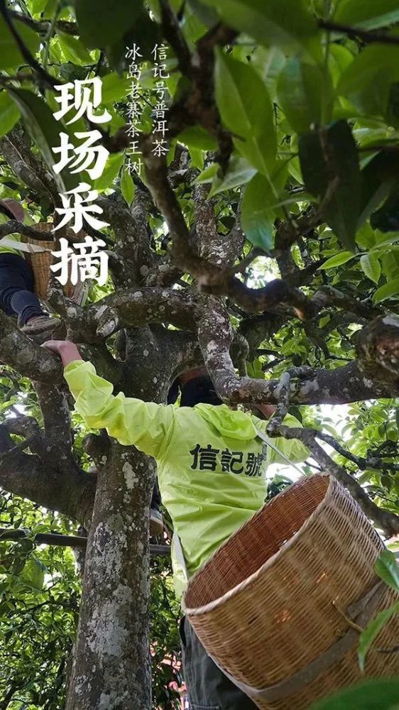 八马助力云南茶区复工复产,信记号普洱茶冰岛茶王树开采!