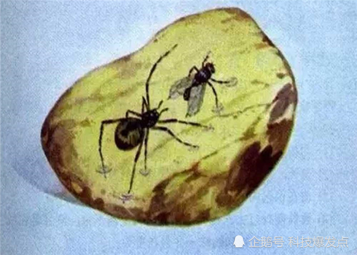 琥珀,科学家,苍蝇,化石,昆虫