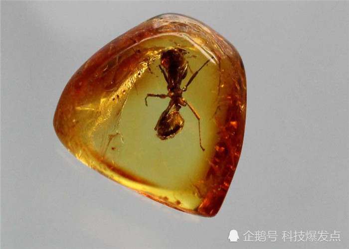 4100万年前的琥珀中,科学家发现交配的苍蝇,可惜没能完成!