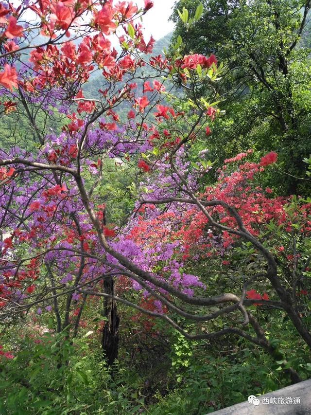 花都开好了│西峡银树沟的万亩杜鹃花海等你来!