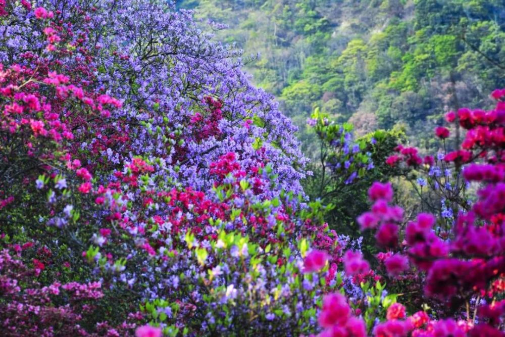 千亩野生的杜鹃花海藏安徽,七种颜色映山红太罕见