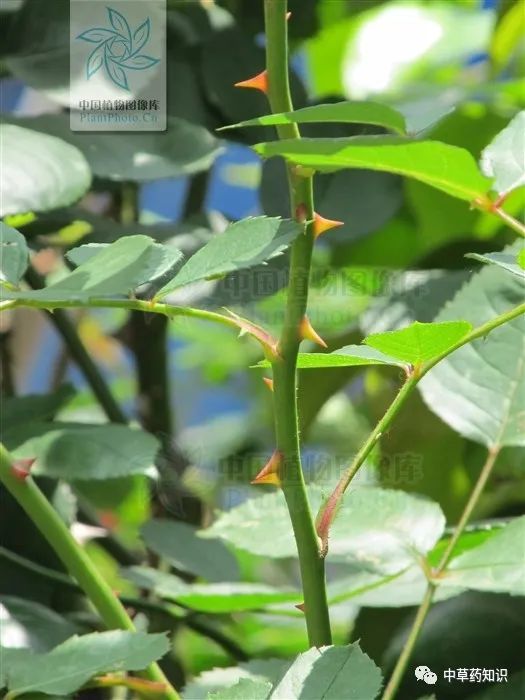 中药材:月季花