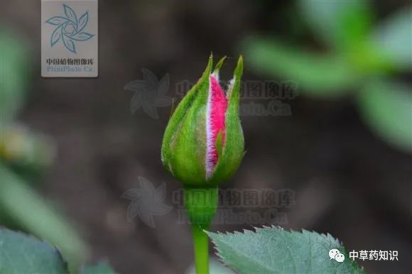 中药材:月季花