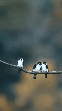 20张搞笑gif,真的太