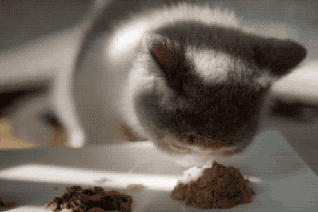 围观!外国的猫每天都吃些啥?