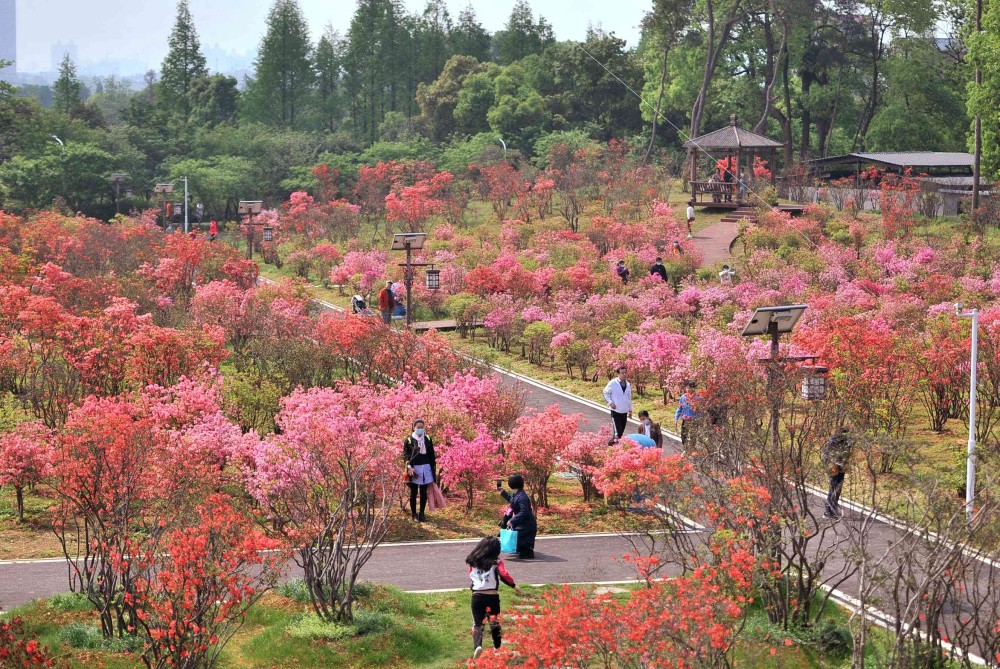 长沙园林生态园百亩杜鹃花开 花期将持续至5月初