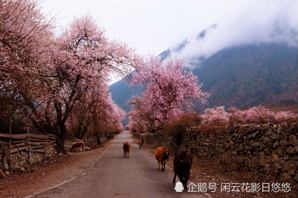 西藏林芝:三生三世波密桃花 艳冠群芳的桃花沟