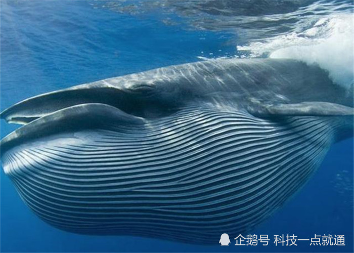 地球上最大的哺乳动物是蓝鲸,最小的哺乳动物你知道它