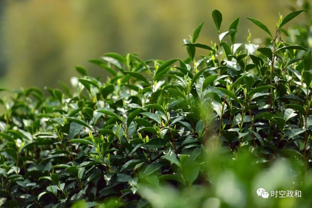 一片茶叶带富一方百姓——政和县发展茶产业助力茶农增收致富