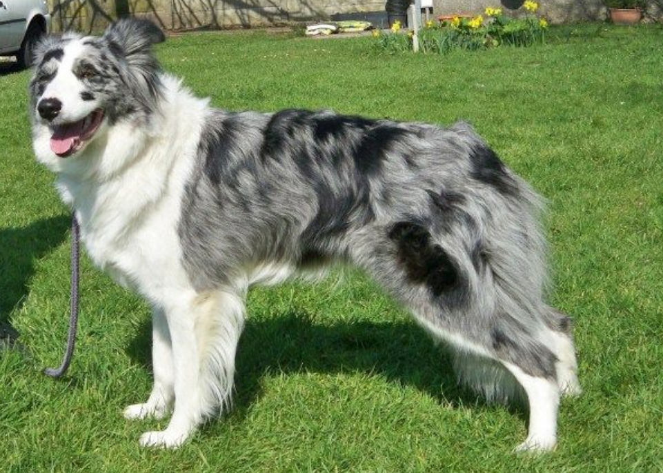 最受欢迎的5种"牧羊犬",颜值很高还不傻,你都见过吗?
