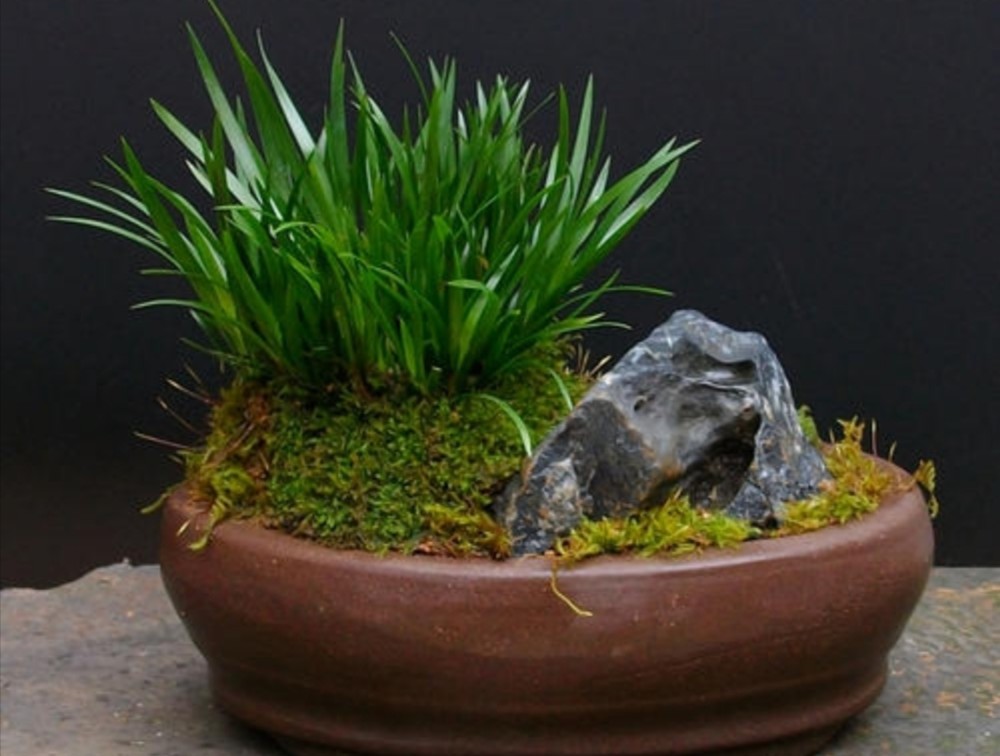 野外3种植物,姿态优美,四季常绿,做成盆景更有韵味