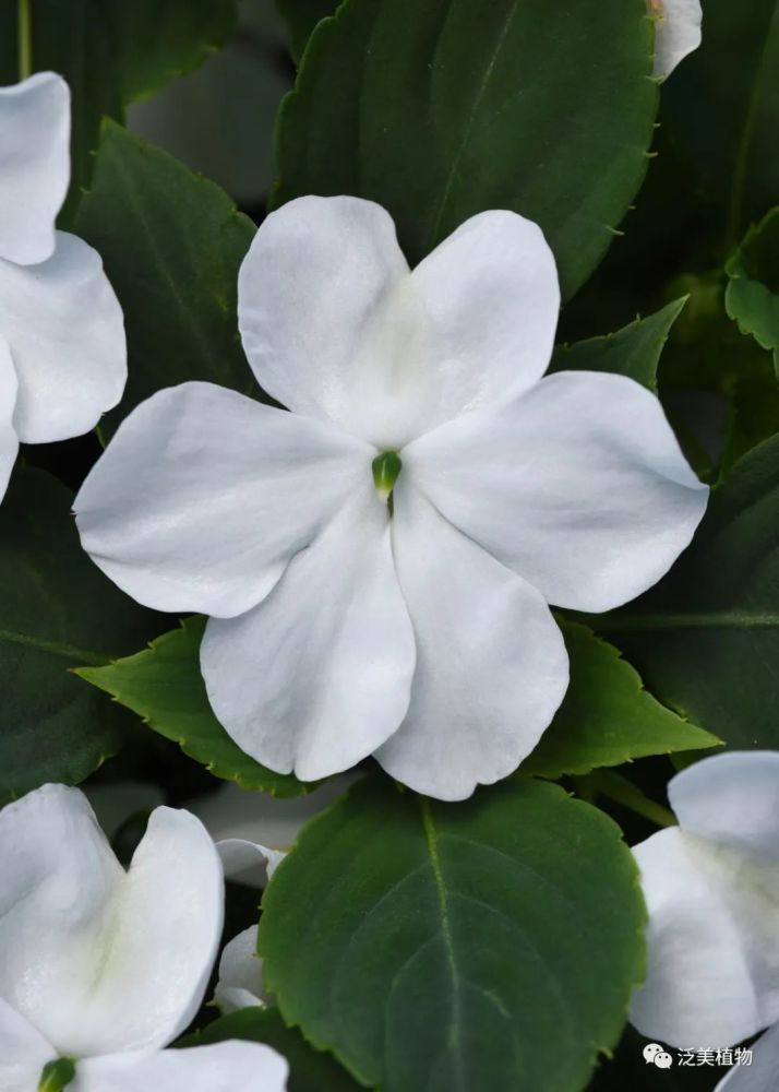 凤仙花