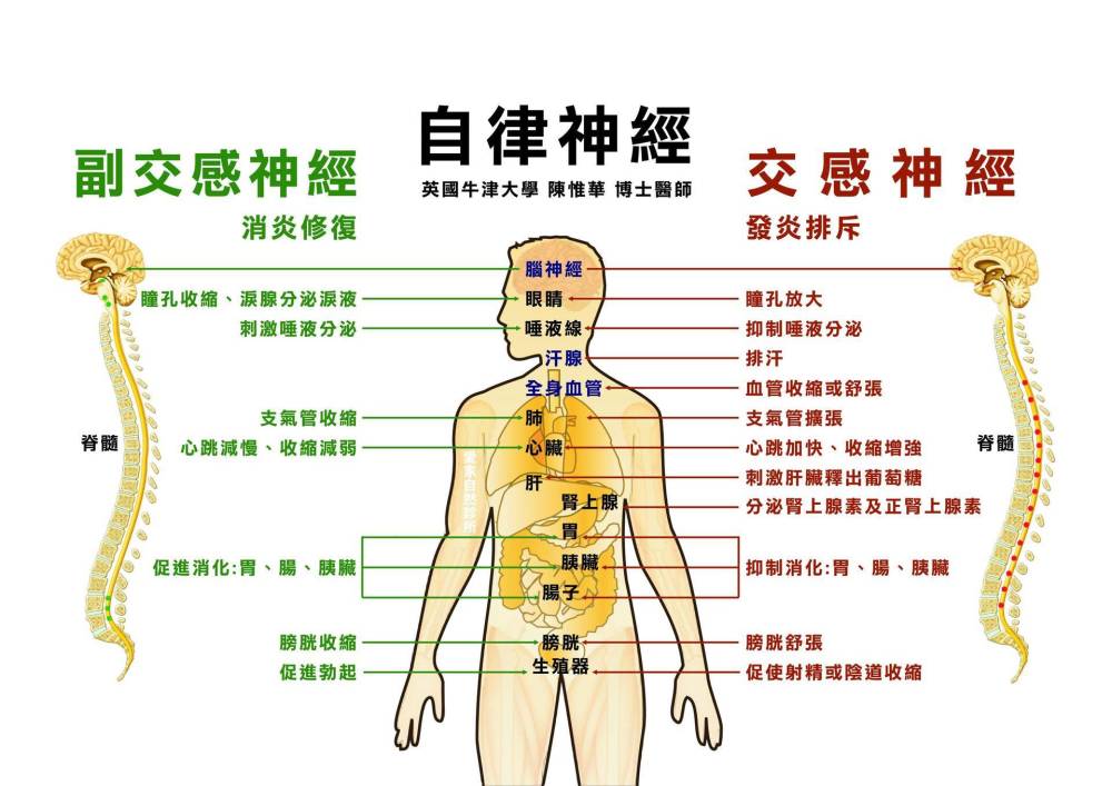 在生理功能的协调上,植物神经系统内又分为两派,它们彼此协调和制约