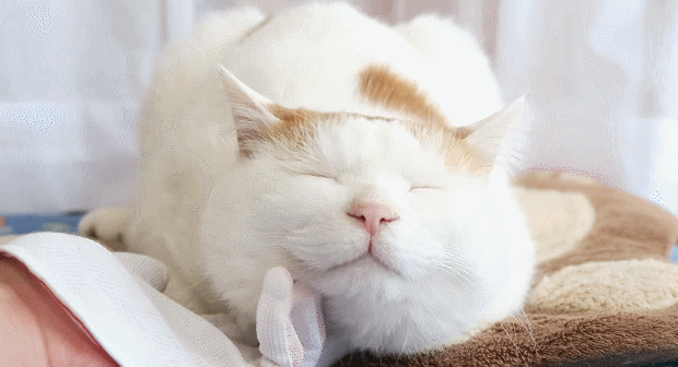 关注新浪微博@不正经的日语卡片第一时间接收新鲜有趣的日推内容!