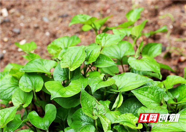 鱼腥草,祁东县,野菜,蕺菜