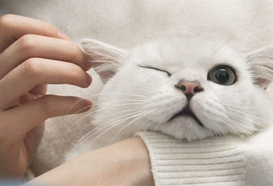 猫咪到底有多会撒娇?这六大瞬间,主人很难不心动