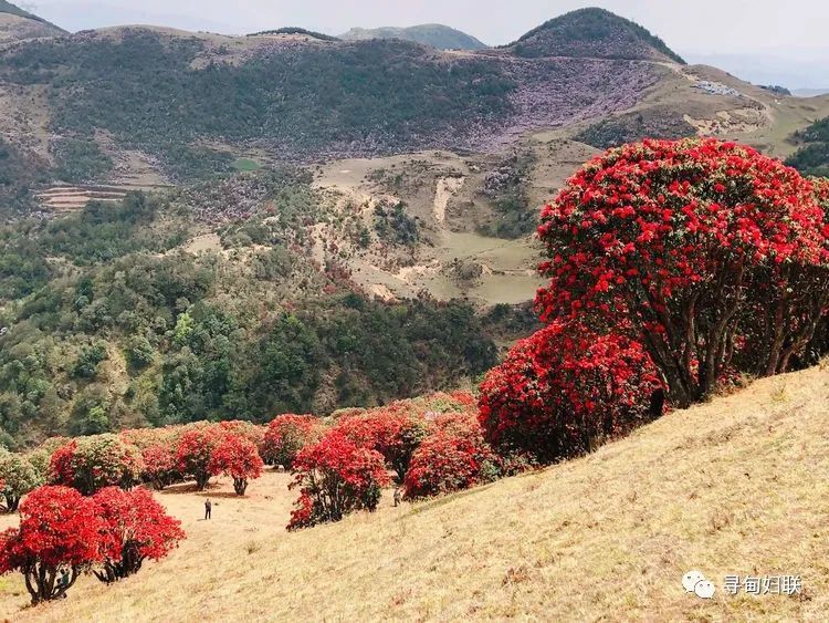 寻甸,联合乡,马鬃岭,杜鹃花海,大地