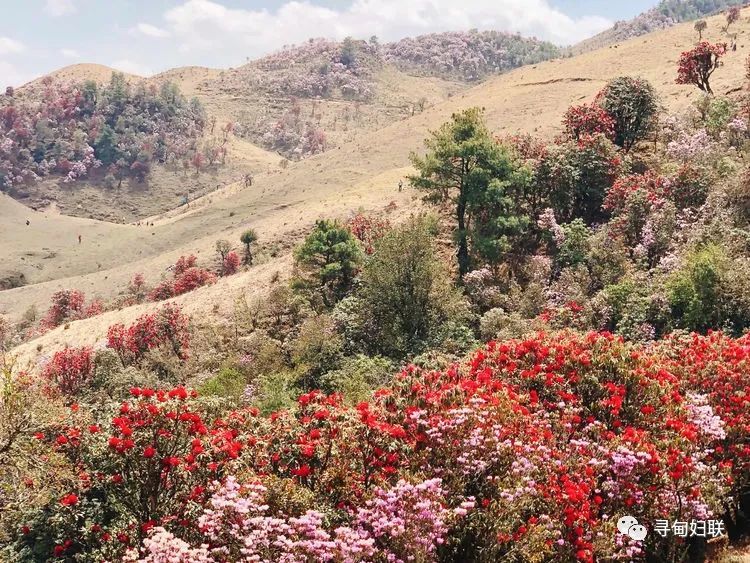 寻甸,联合乡,马鬃岭,杜鹃花海,大地