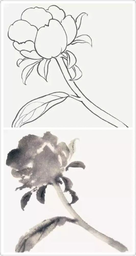 画法,花卉,牡丹