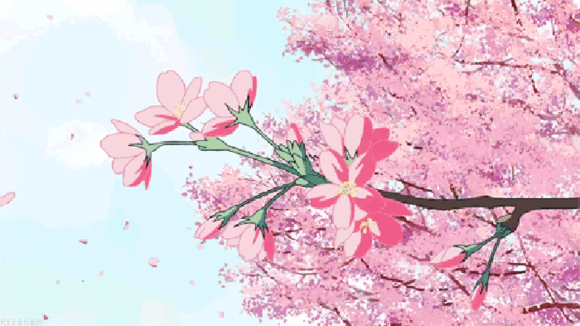 做一回凌风的仙客,在这樱花漫天中畅游