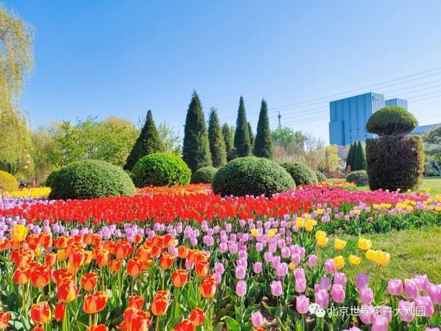 北京世界花卉大观园,郁金香
