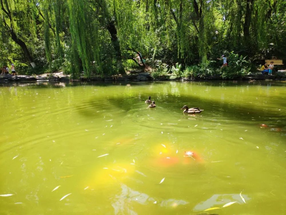 北京大学,未名湖,北京大学图书馆,博雅塔,燕园
