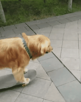 金毛像人一样玩滑板,路人觉得不可思议,金毛:这都是正常操作