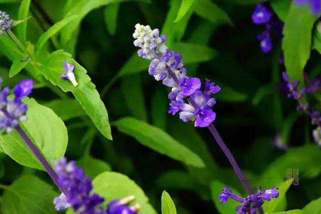 鼠尾草的花梗是紫色的 通过上述几点,是不是对薰衣草和鼠尾草有了较
