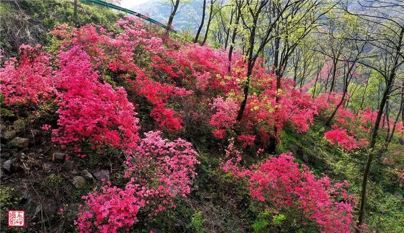 春游江淮,杜鹃岭,铁冲乡,岭上,金寨县,游人