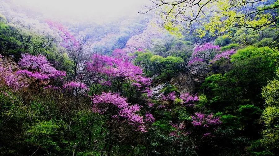 太平国家森林公园"天然万亩紫荆花海"掀起一场新的"赏花"风潮
