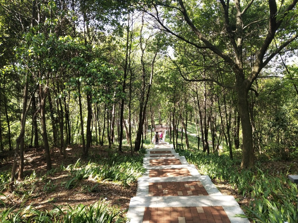 楼梯,岳阳,珍珠山公园