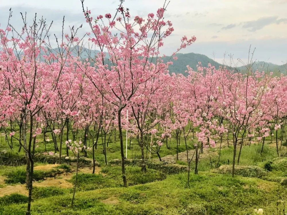 待到樱花浪漫时 邀您来邵武大竹镇赏花