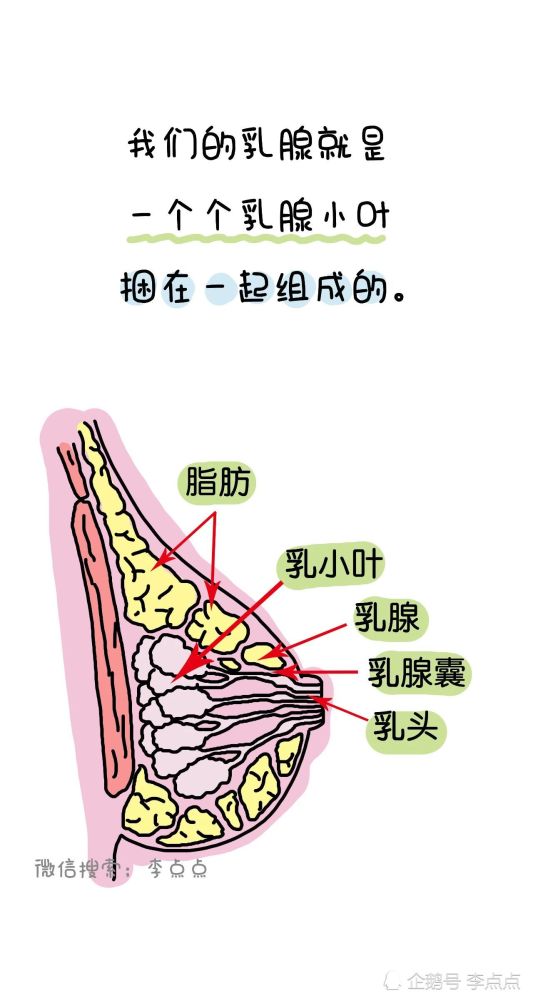 育儿,作业,乳腺,乳腺增生