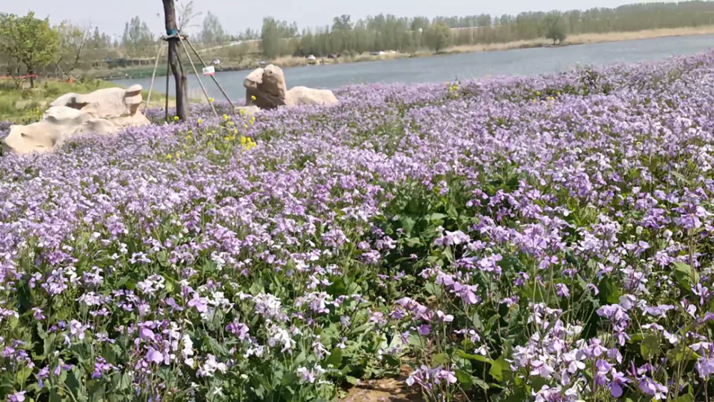 实拍大济宁兖州牛楼《花海彩田》惊鸿一瞥