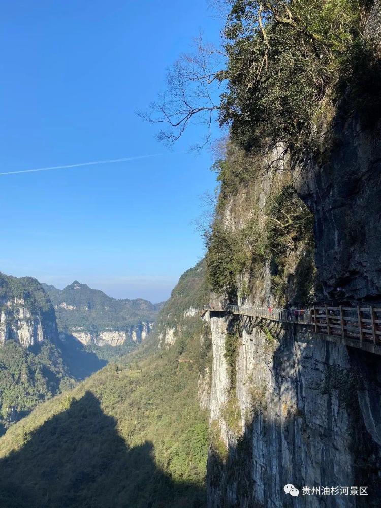 旅游景区,毕节,4a,文化和旅游厅,油杉河