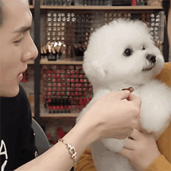 李佳琦送自家狗去当治疗犬:想让它们做更有意义的事