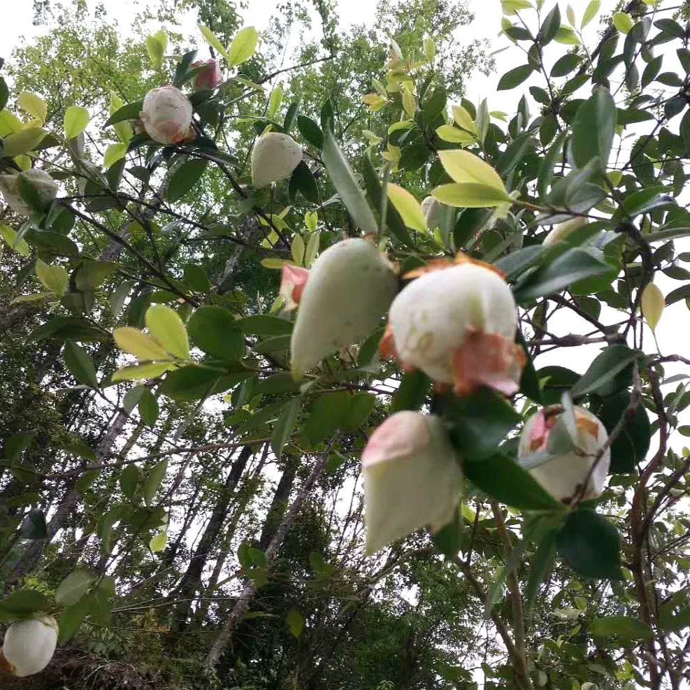 野果,茶树