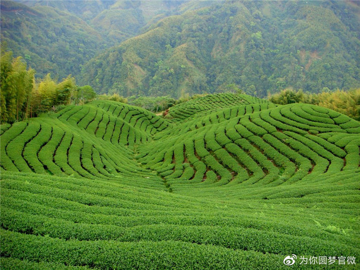 茶园,茶山,三圣镇,安溪镇