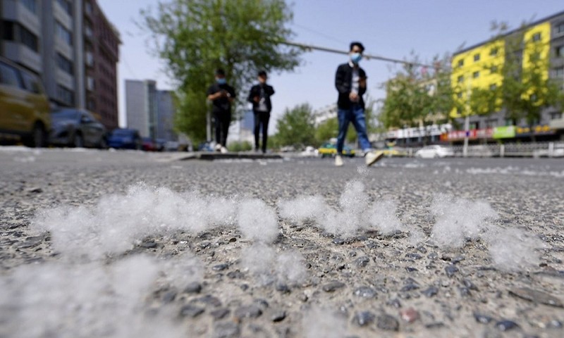 杨柳絮泛滥引发空气污染,如何应对才能避免过敏"源头"