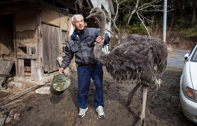 唯一生活在日本核辐射区的活人,独自照顾变异动物6年